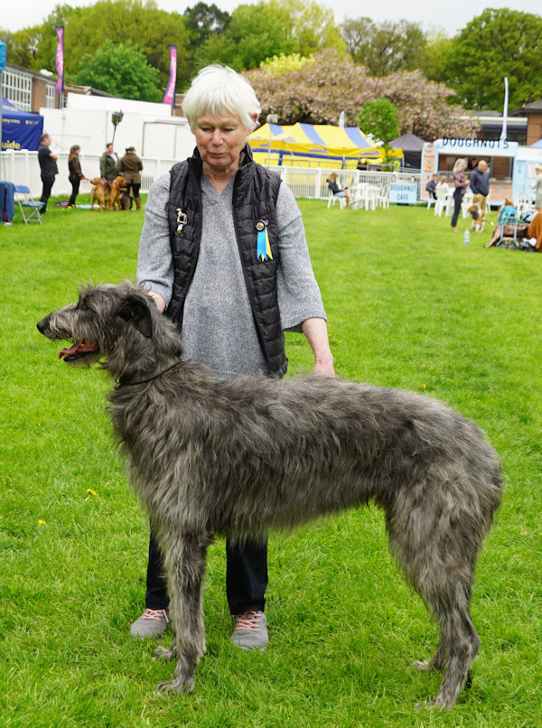 1st Yearling Dog